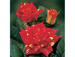 Фидибус, Ч,Г, срезочная. Kordes