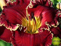 ЛИЛЕЙНИК ГИБРИДНЫЙ "НОТИ РЕД"