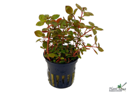 Людвигия натанс Super red (горшок)