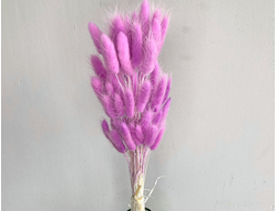 Лагурус пурпурный