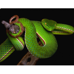 Китайская куфия (Trimeresurus stejnegeri)