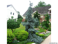 Ель Глаука Пендула - Glauca Pendula