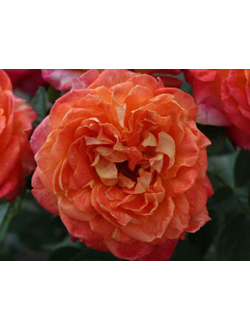 Фойрио (Feurio)