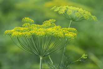 Укроп огородный (Anethum graveolens) семена 5 мл - 100% натуральное эфирное масло