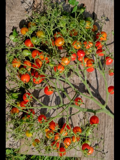 Томат Red Cluster Pear (Кисть Красных Груш), 10 шт