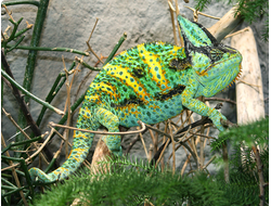 Хамелеон йеменский, или шлемоносный