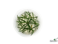 Литторелла унифлора (меристемная)