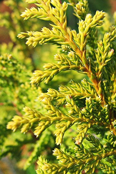 Кипарисовик горохоплодный Plumosa Aurea