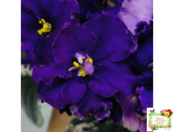 ЛЕ-Демо (Е. Лебецкая) 2014 г.