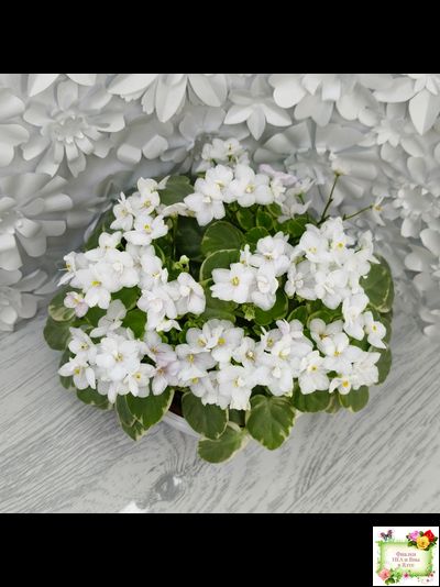 Ва-Банк (Л. Мещерякова) листовая химера (стартер сорт)