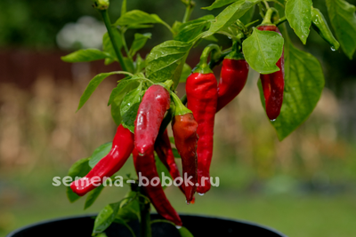 Перец острый Peperone Friariello, 10 шт