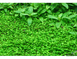 Глоссостигма в аквариуме