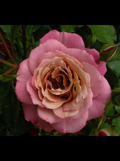 Пэмс Чойс (Pam's Choise)