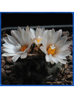 Turbinicarpus roseiflorus v. albiflorus