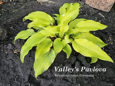 Хоста Valley's Pavlova