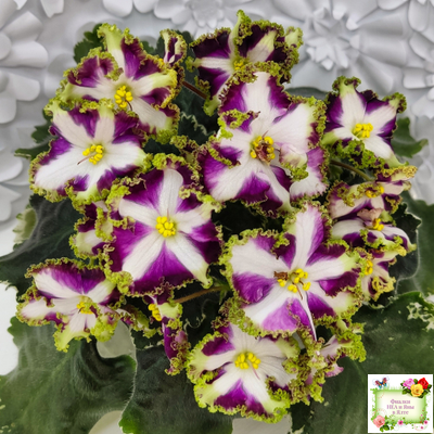 Лесной Царь (Кузина, Артемова) 2009 г. химера (стартер сорт)