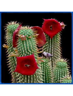 Hoodia