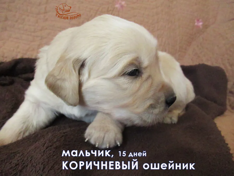 Мальчик с коричневым ошейничком, 15 дней