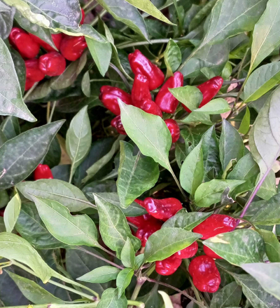 Перец острый Турецкий цветок (Turkish Flower)