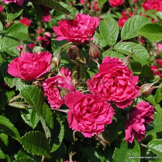 Ред гротендорст (F.J.Grootendorst) роза
