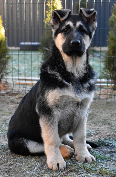 Гордость Питера Белона и Буря