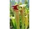 Sarracenia hybrid 6