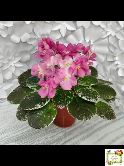 ML-Мама Ирочка (Miniviolets Lux) 2023 г.