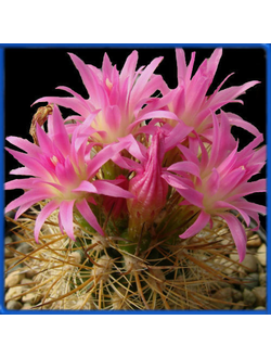 Neoporteria multicolor KK 48