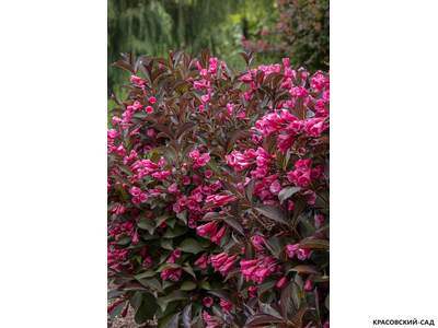 Вейгела цветущая Танго фото цветения красовский-сад.рф