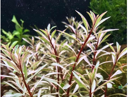 Людвигия sp white (пучок) сухая форма