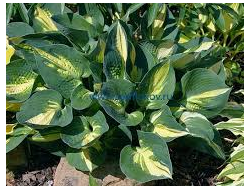 Хоста Lakeside cup cake, C2