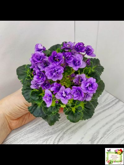 Little Caboose (H. Pittman) (гёрл-лист с кроновой пестролистностью)