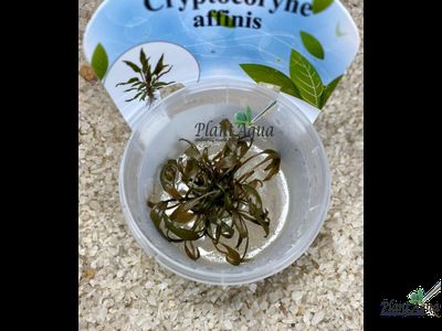 Криптокорина аффинис (меристемная)