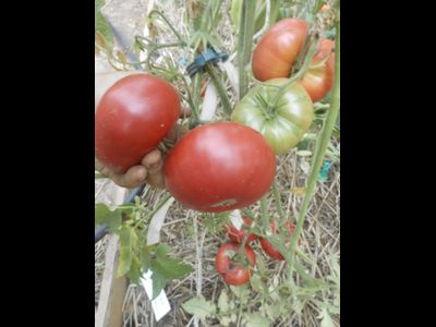 Томат Самые лучшие