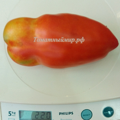 Томат Перцевидный гигант