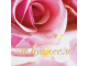 Папка адресная ламинированная "С ЮБИЛЕЕМ!", формат А4, розы, индивидуальная упаковка, STAFF "Profit", 129584
