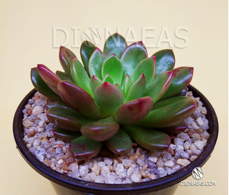 Graptoveria Pink Ruby, Граптоверия Пинк Руби, Граптоверия розово ...