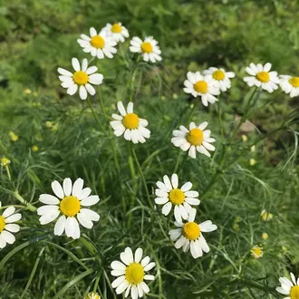 Chamomile Blue German Essential Oil-EOChamBlue