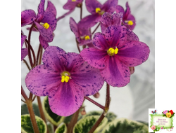 Mac's Coral Clackamas (G.McDonald) (стартер)