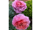Роза чайно-гибридная  Айсфогель