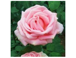 Фредерик мистраль  (Frederic Mistral)   Meilland.