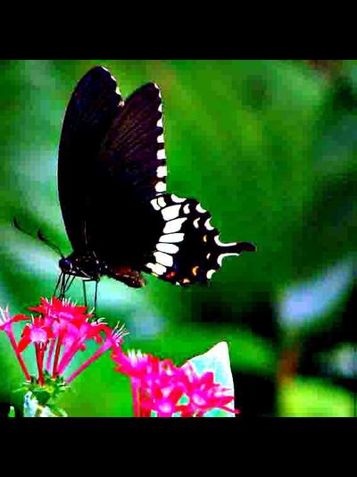 50 тропических бабочек разных цветов некрупные от 6 см. до 16 см.  Красивый ,шустрый, яркий!