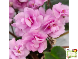 Dresden Doll (P. Harris) (7259) 11/24/1989 трейлер