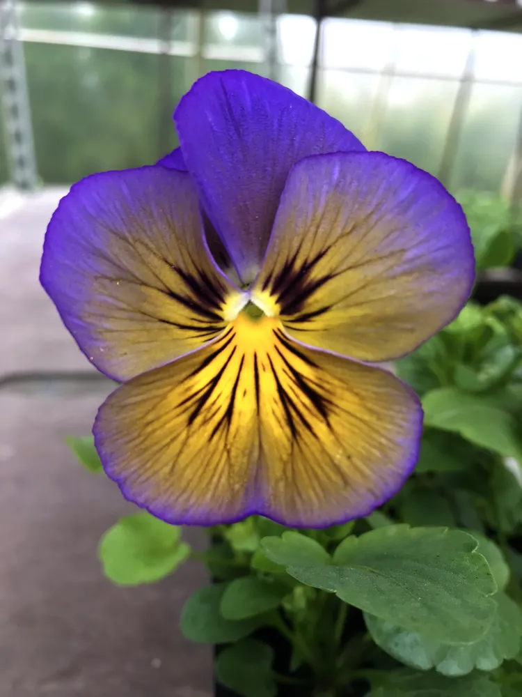 Расцветка - бомба! Виола Витрокка.