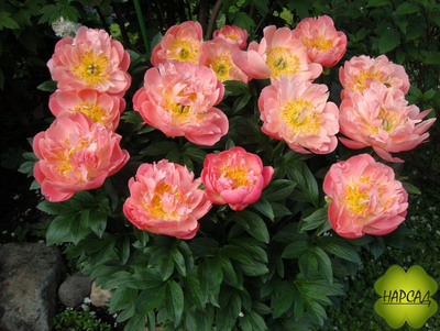 ПИОН ДРЕВОВИДНЫЙ "ПИНК ГАВАЙАН КОРАЛ" (ДЛЯ СРЕЗКИ)