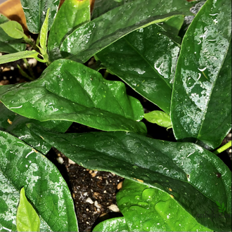 FICUS SAGITTATA ‘Big green leaf’ / ФИКУС САГИТТАТА ЗЕЛЕНЫЙ КРУПНОЛИСТНЫЙ