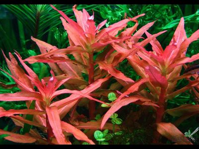 Аммания грасилис (пучок)