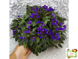 Vallarta Campanas Moradas (G.Beck) трейлер (пасынок посажен 17.08.25)