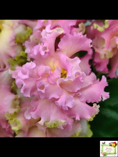 АВ-Златые Горы (Фиалковод) 2021 г. (сортовой стартер)