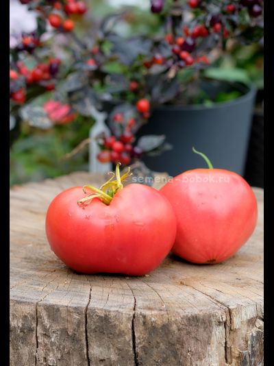Томат Минусинский Низкий, 10 шт
